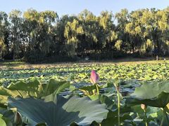 -东郊湿地公园