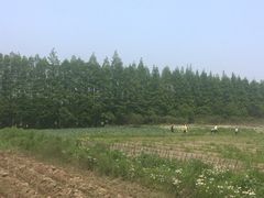 -上海长兴岛郊野公园