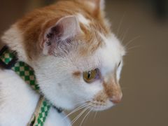 -Again Coffee Roaster(香蜜湖店)