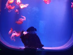 -芜湖新华联大白鲸海洋公园