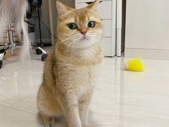 -猫大福·Fortune Cat猫舍(百子湾店)