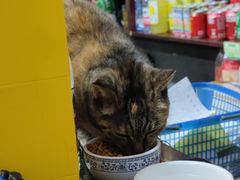 -协和菜馆(凤凰街店)