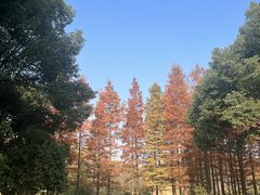 -贡湖湾湿地公园