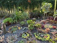 -中国科学院西双版纳热带植物园