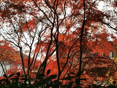 -秋霞圃