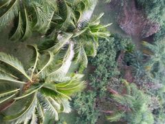 android_upload_pic-三亚亚龙湾红树林度假酒店