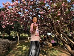 -洛阳郁金香牡丹园