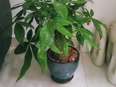 -南汇花鸟市场(上海浦东新花卉店)