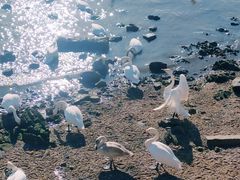 -烟墩角天鹅湖