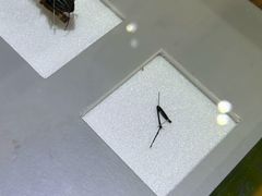 -上海昆虫博物馆