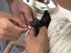 -伟伟宠物医院·CT影像中心·瑞派犬猫综合性门诊(汉口总院)