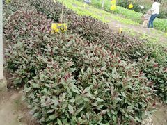 -上海多利农业发展有限公司