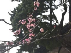 -无锡梅园公园