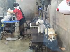 -PETKIT 小佩宠物·低压洗护·美容·寄养(安远店)