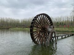 -合肥滨湖国家森林公园