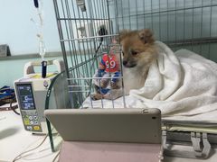 -纳吉亚猫专科动物医院博雅分院