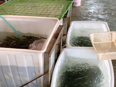-金海椒罐罐鲢鱼(东方桂苑店)