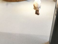 -飞行喵MR PILOT|猫舍·猫咖(静安大融城店)