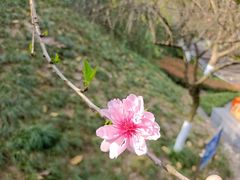 -重庆彩云湖湿地公园