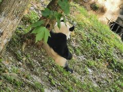 -都江堰中华大熊猫苑