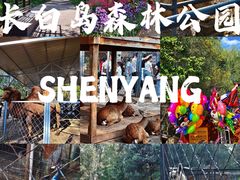 -长白岛森林公园