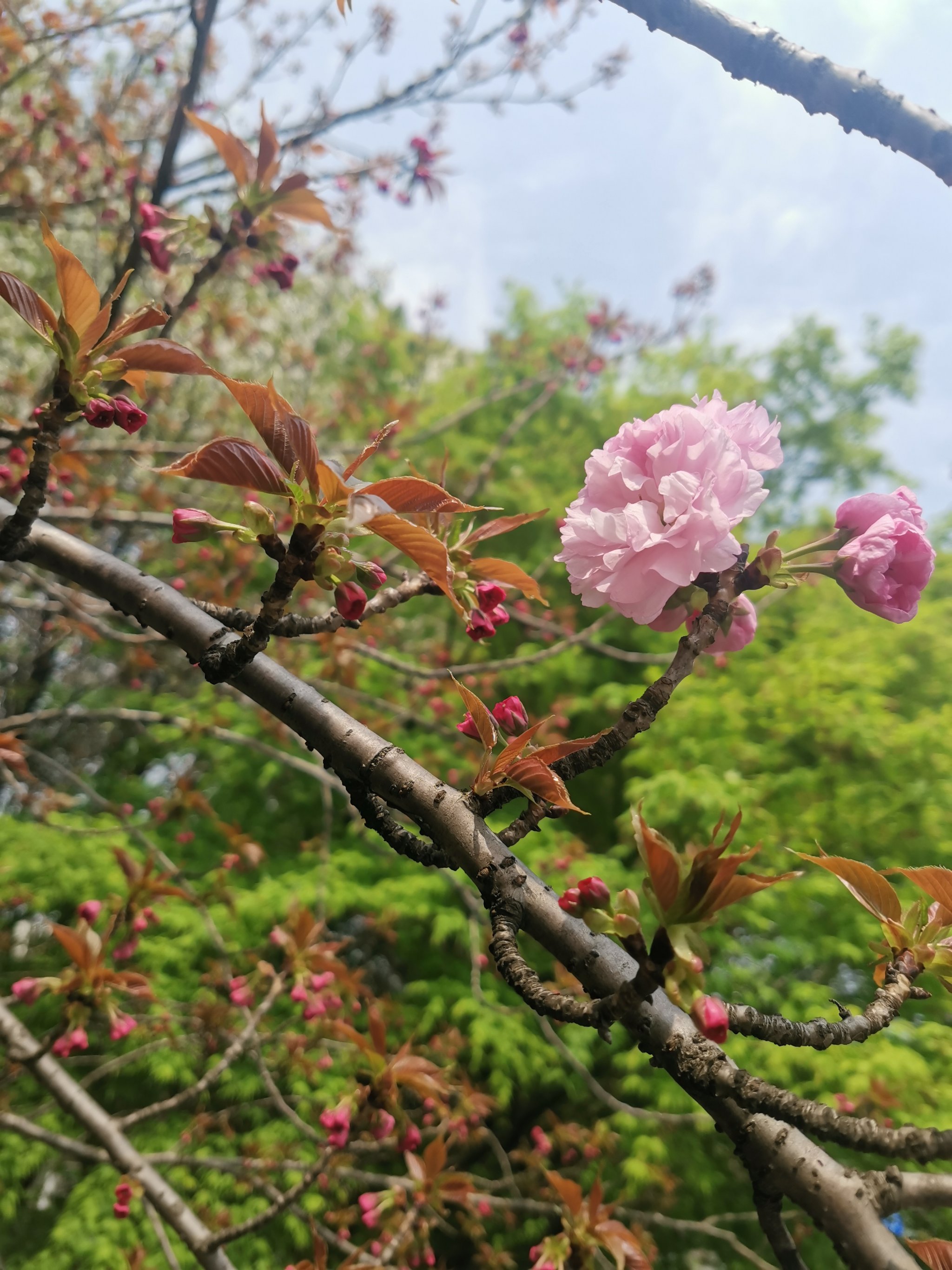 日本晚樱 果实图片