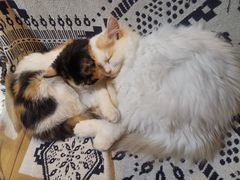 -平行世界·猫咖(首经贸店)