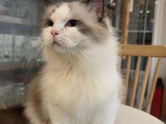 -楼上猫咖(罗湖店)