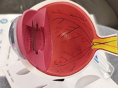 -武汉大学附属爱尔眼科医院(湖北总院)