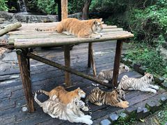 -广州长隆野生动物世界