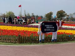 -荷兰花海