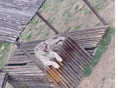 -青岛森林野生动物世界