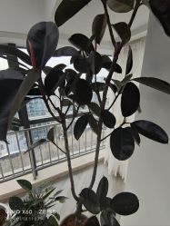 -HEYAN荷妍专业脱毛连锁机构
