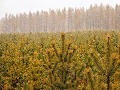 -塞罕坝国家级自然保护区