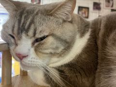 -平行世界·猫咖(首经贸店)