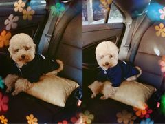 -多卡布奇宠物生活馆(上林世家店)