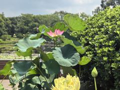 -云溪植物园