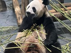 -上海野生动物园