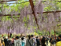 -嘉定紫藤园