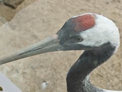 -盐城丹顶鹤湿地生态旅游区