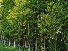 -桤木河湿地公园