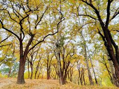 -元大都城垣遗址公园