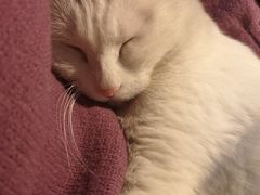 -北京恒爱动物医院(清景园分院)