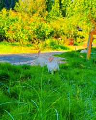 -雪绒花月子会所(祥盛店)