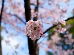 -顾村公园