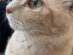 -是阿柴呀！柴犬咖啡·爱喵喵猫咖