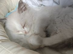-瑞派康怡24h宠物医院·犬猫医疗中心·微创绝育(瑞景分院)