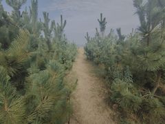 -日照海滨国家森林公园