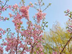 -顾村公园