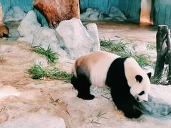 -海南热带野生动植物园
